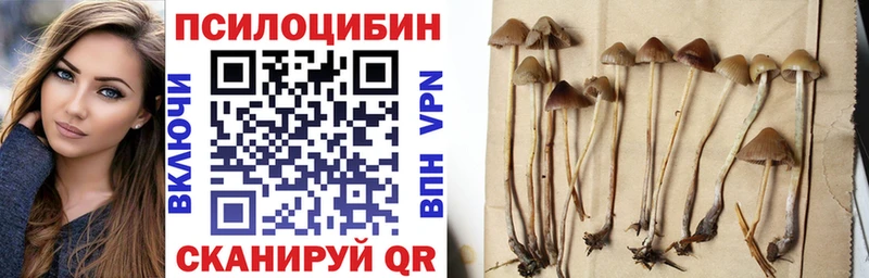 где продают   Заполярный  Галлюциногенные грибы MAGIC MUSHROOMS 